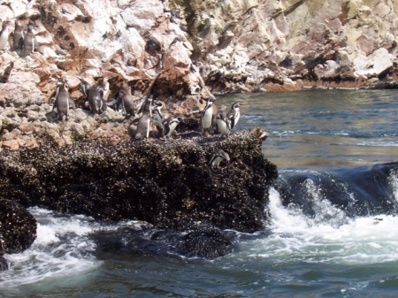 Les pingouins de Humboldt