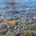 Les pieds dans l'eau a Bariloche