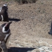 Bain de soleil pour pingouins