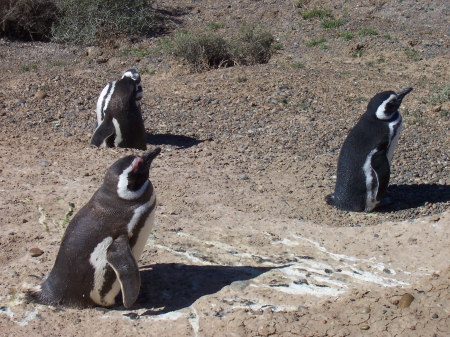 Bain de soleil pour pingouins