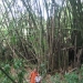 Cathedrale de bambous avec des nains