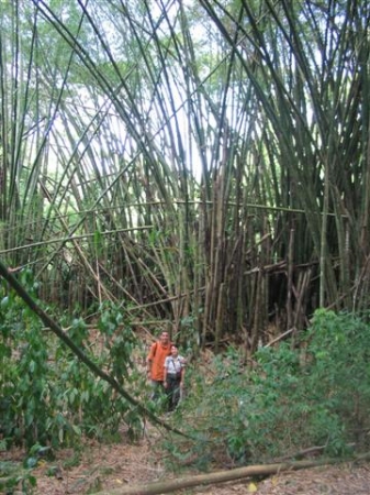 Cathedrale de bambous avec des nains