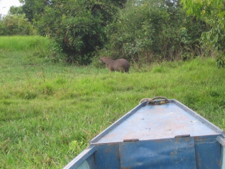 Le capibara, un rongeur de 70 kilos